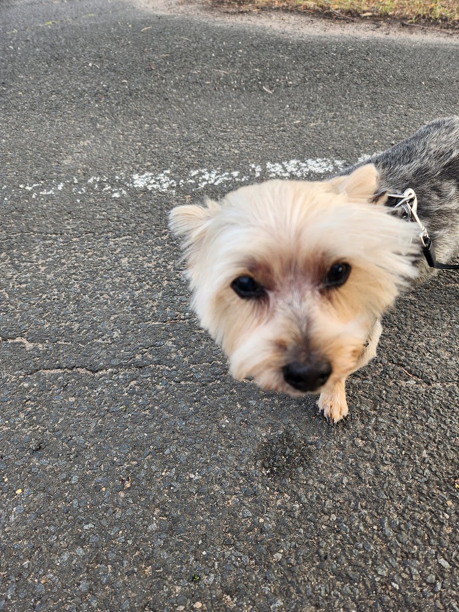 Pet Grooming / Animal Boarding Inc.