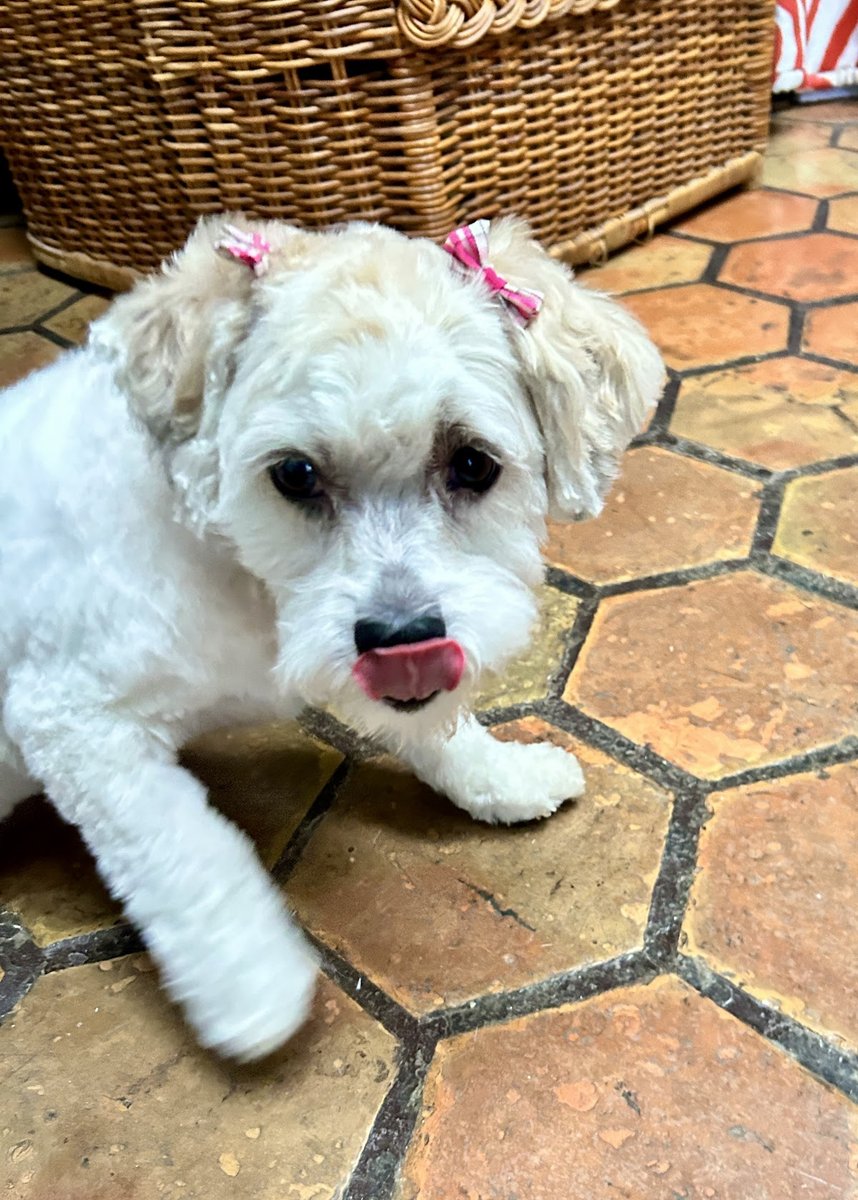 Diamond Dog Grooming