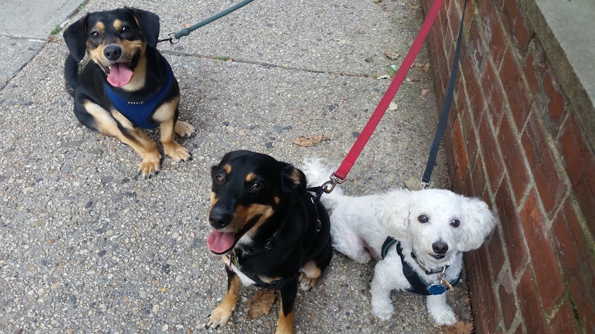 Petletariat Pet Services