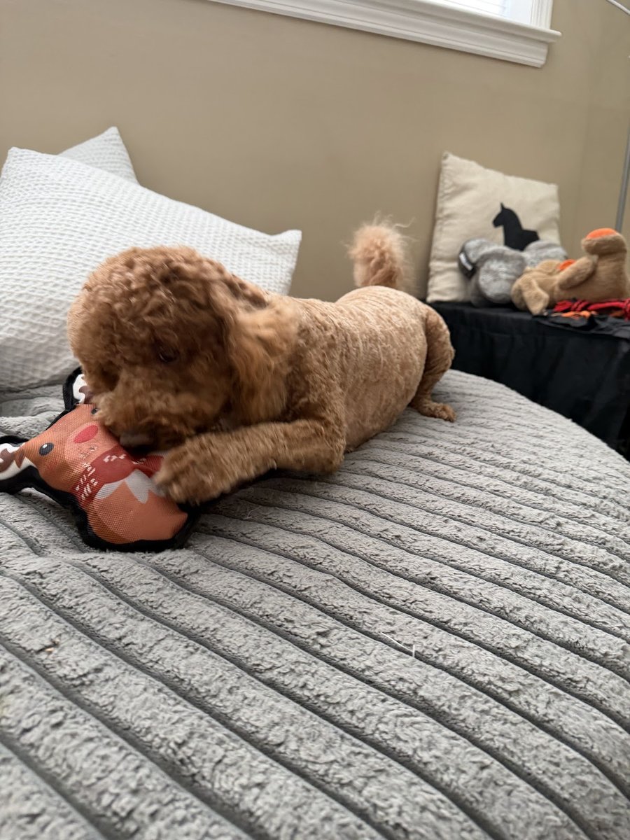 Christina's Pet Styles