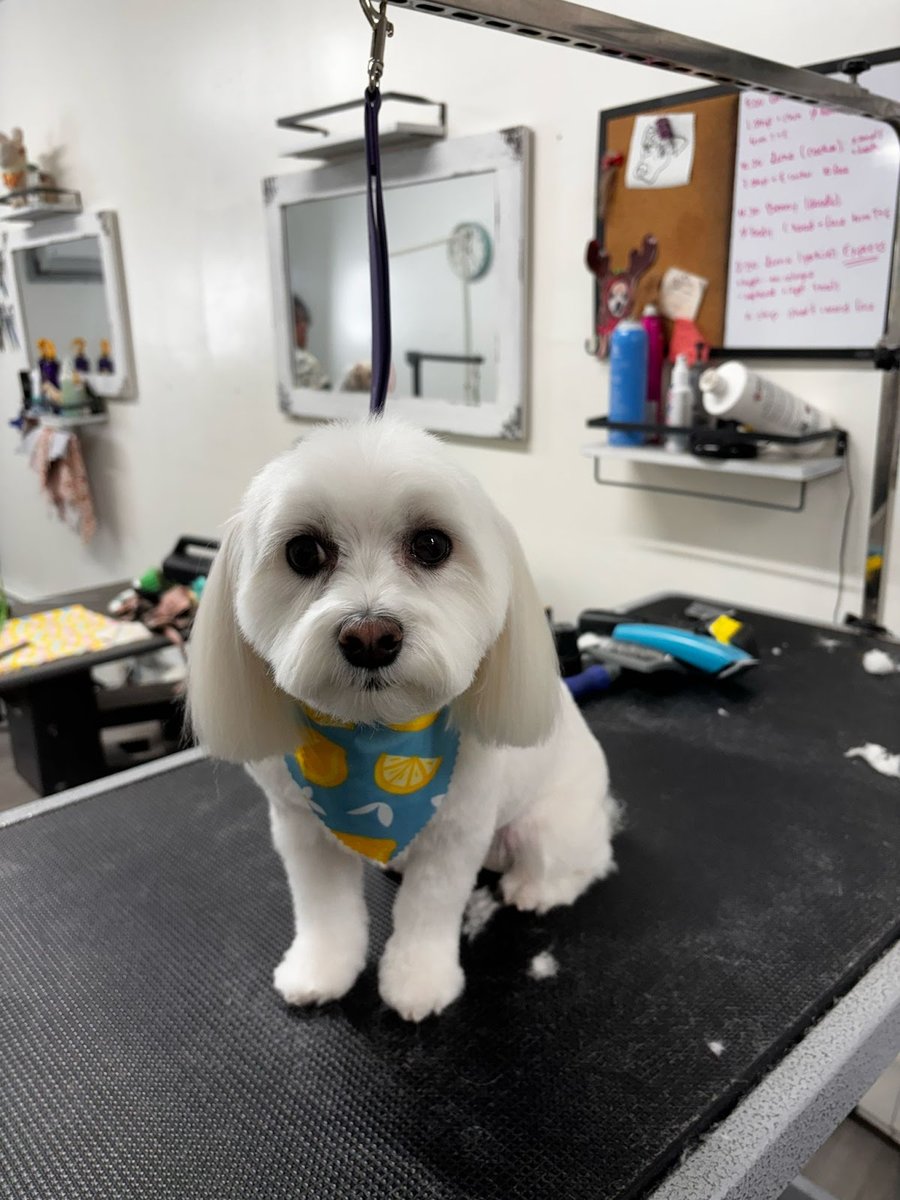 Doghouse Grooming Salon - East Rutherford