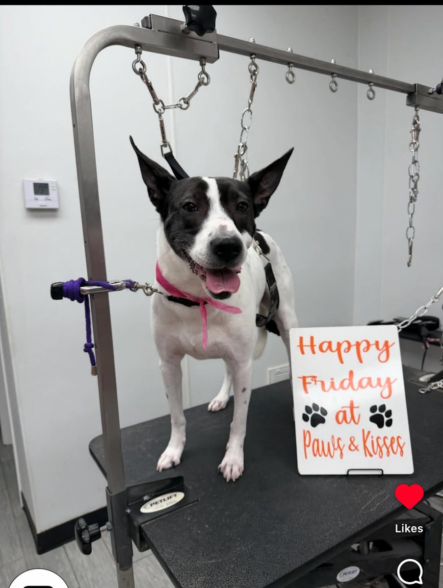Paws & Kisses - Cliffside Park