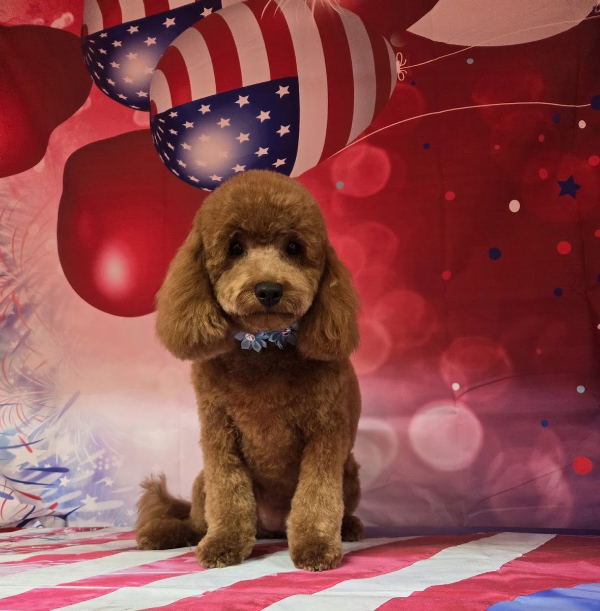 Astoria Holistic Pets Spa