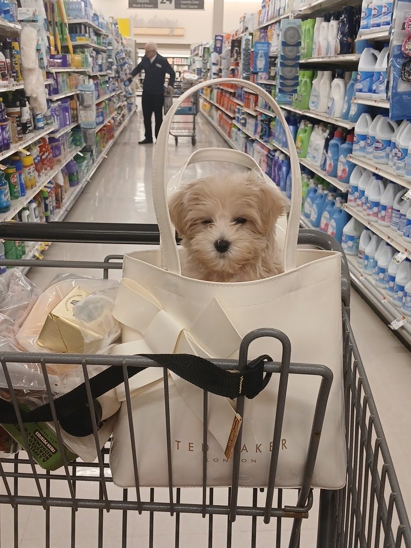Silver Nickel Puppies at Troy's Trims and Treats - Englewood