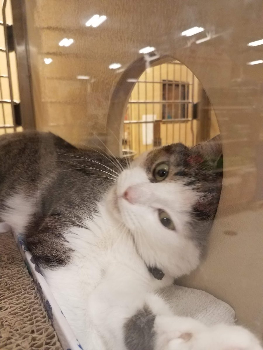 PetSmart Doggie Day Camp