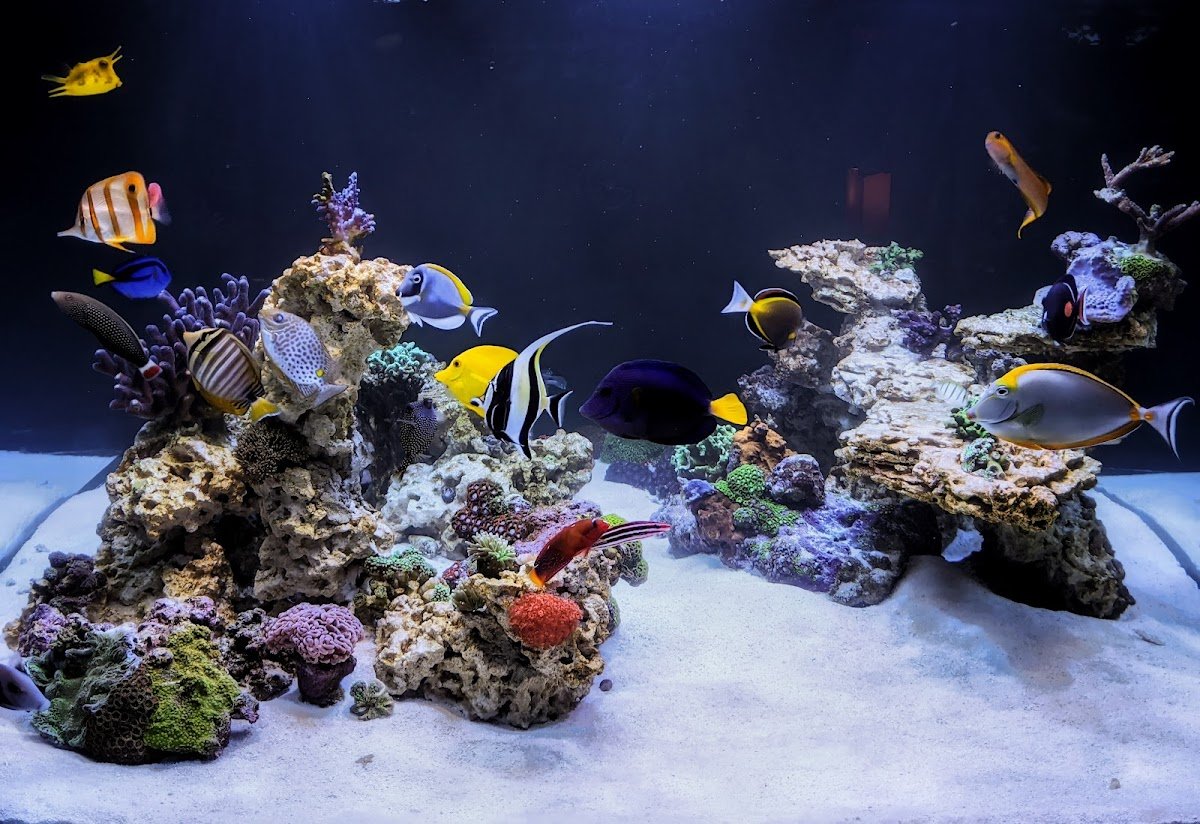 HealTanks Aquarium Services