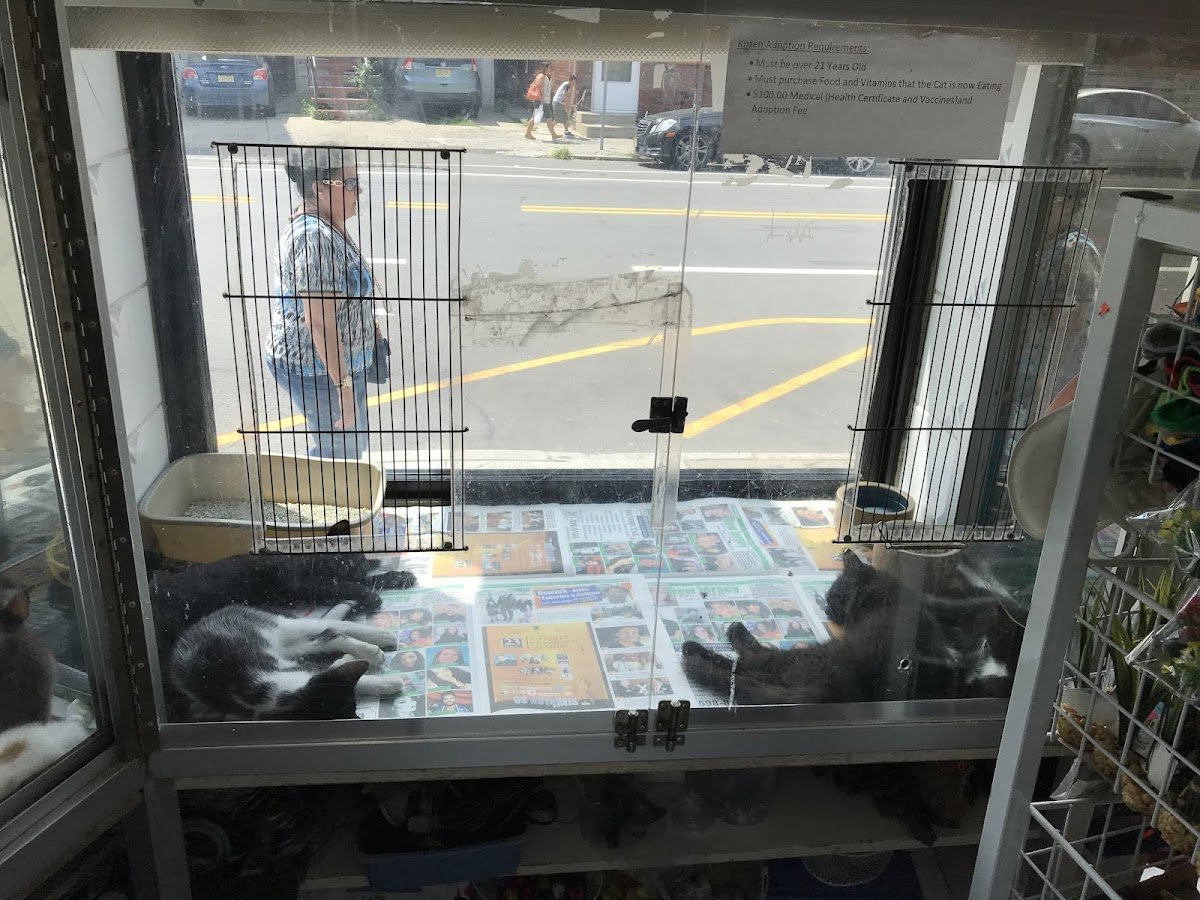 Ironbound Pet Shop