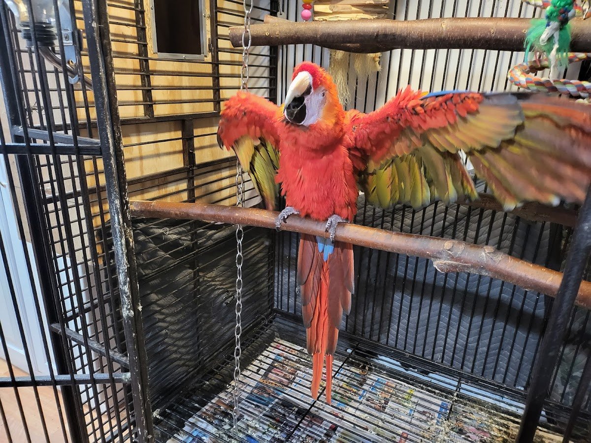 A&Serg Rehoming Birds - Teaneck