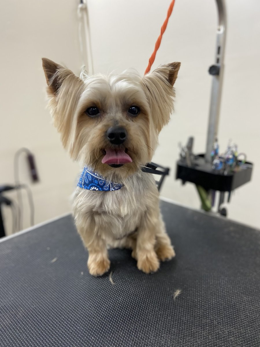 Elizabeth Pet Grooming