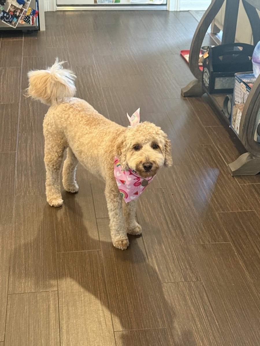 Groom & Goods – Dog Grooming & Pet Supply | Cliffside Park - Pet Shop in Cliffside Park