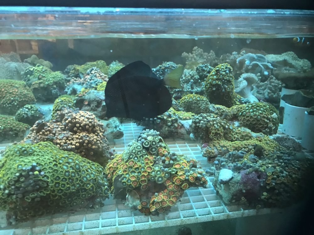Harry's Marine Life - Gardena