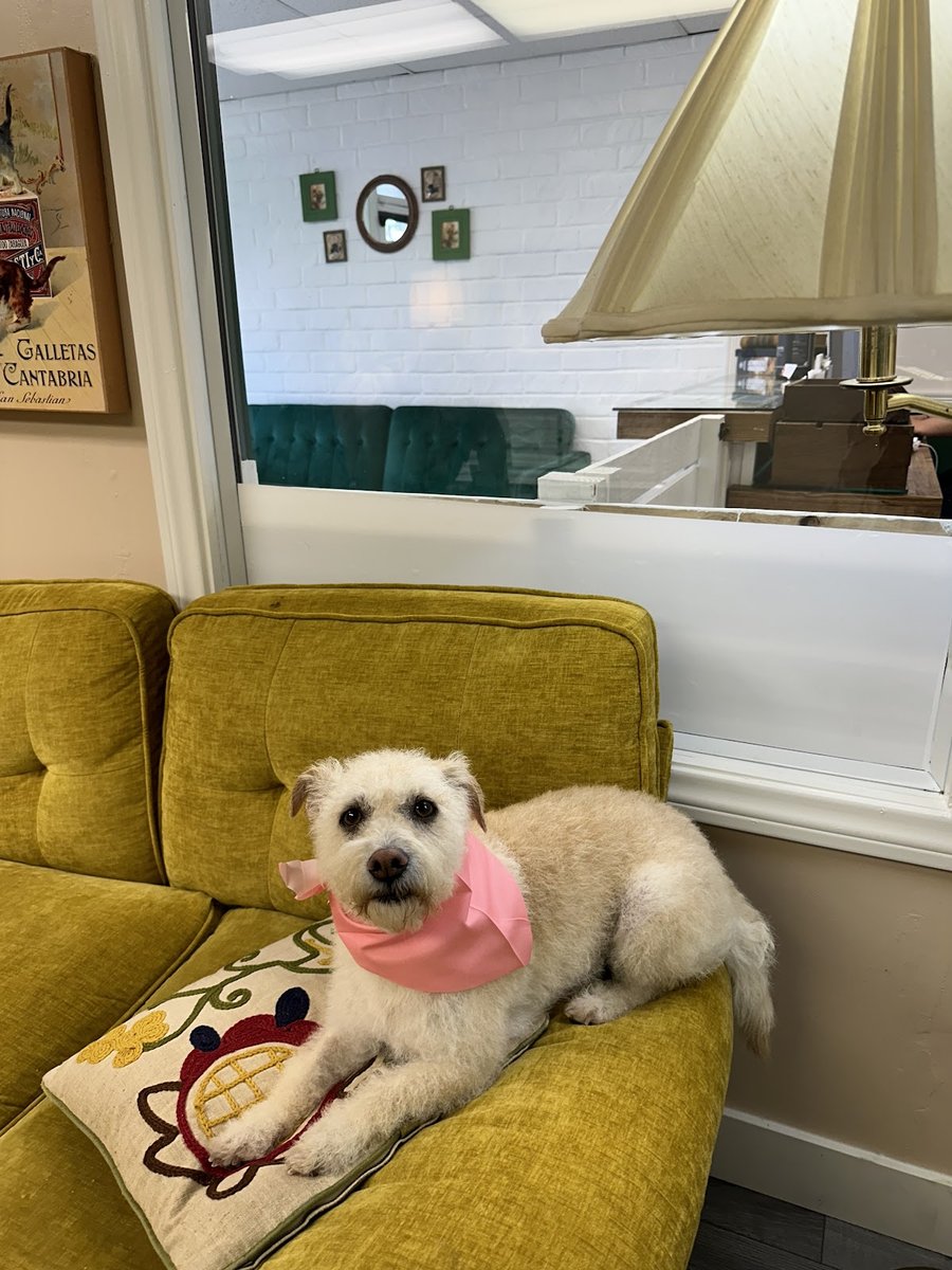 Dash Pet Pawlor - Uptown Whittier - Whittier