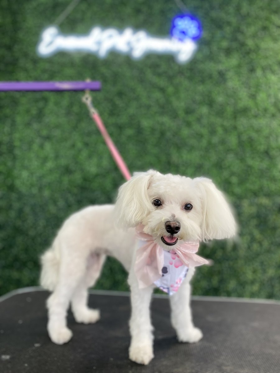 Emanuel Pet Grooming