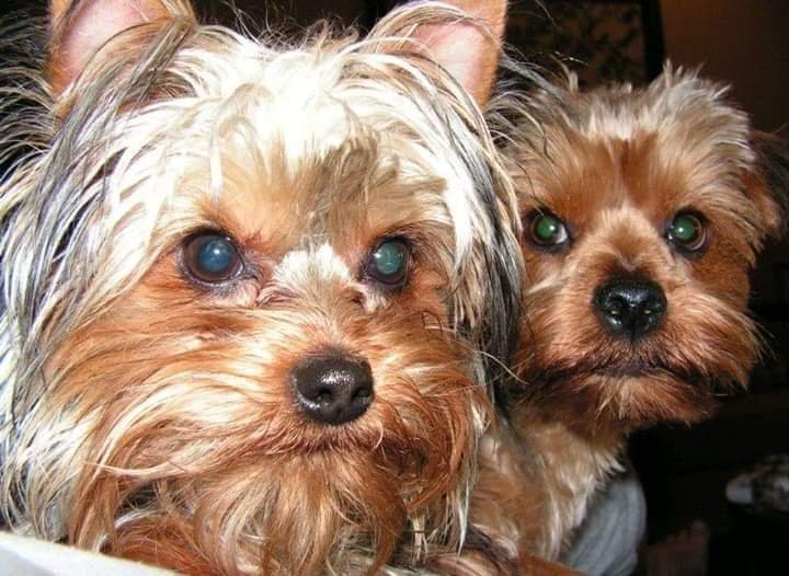 Innovet Pet Products - Pet Shop in Gardena