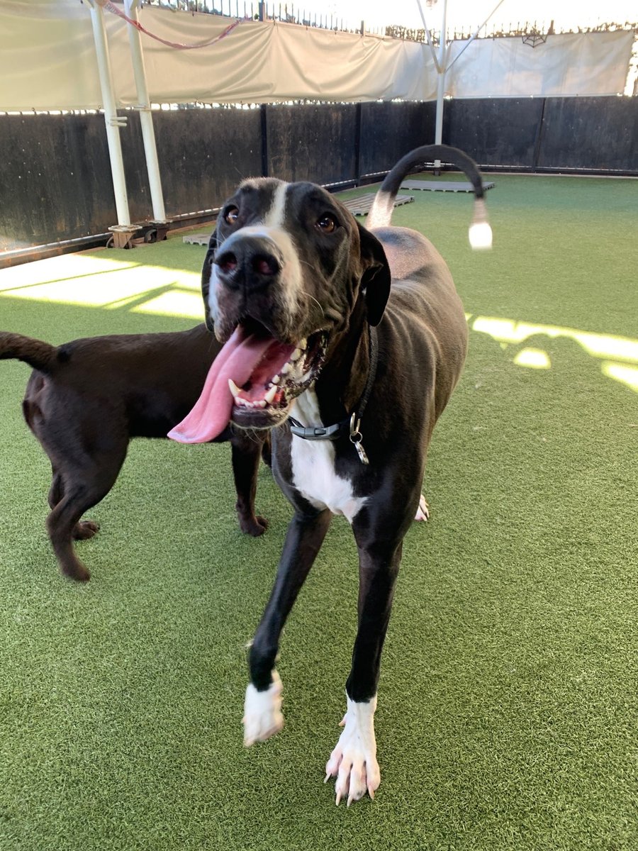 The Bowhaus Pet Company