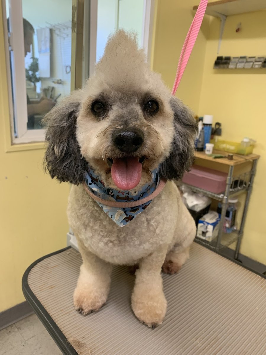 Beach Dog Grooming - Pet Shop in Gardena