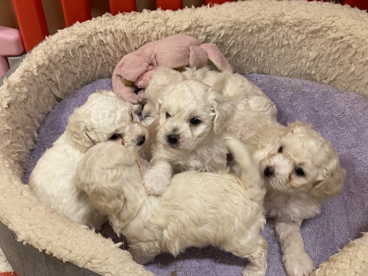 佳佳宠物休闲馆 Happy Pet Paradise