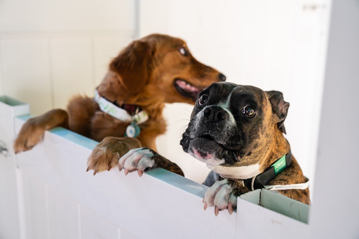 Bone Sweet Bone - Studio City