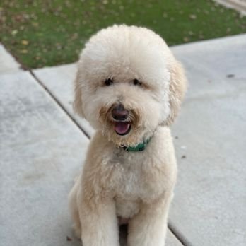 Pampered Paws Cage Free Grooming Salon