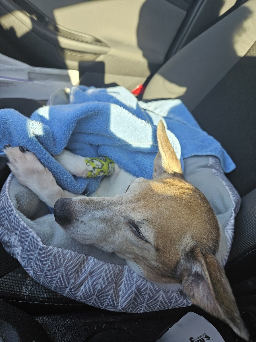 Sun Valley Hope Animal Hospital - Pet Shop in Phoenix