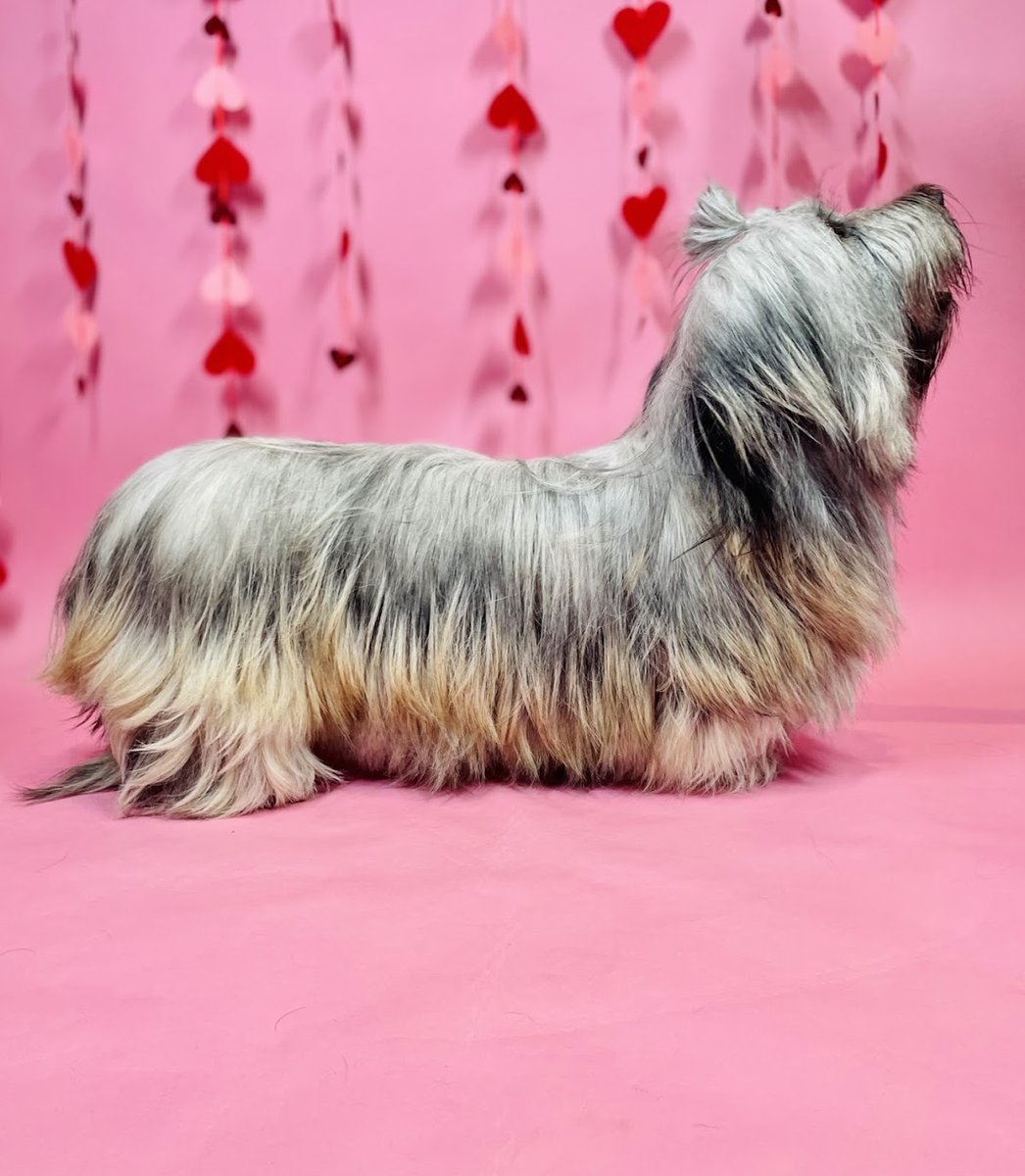 FurBabies Resort and Spa - Scottsdale