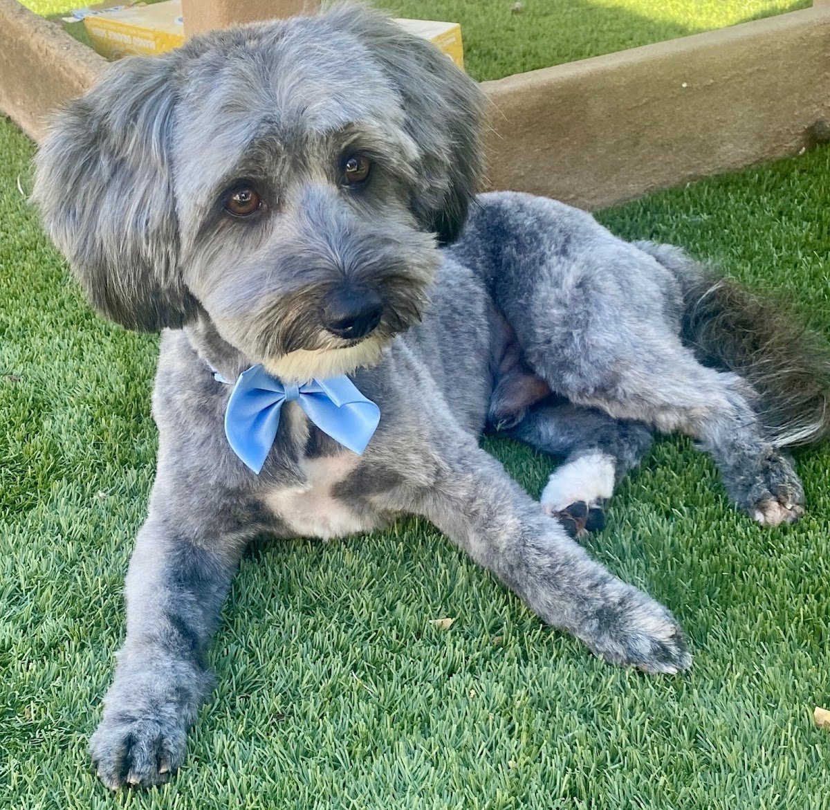 Betty and Friends Grooming - Pet Shop in Phoenix