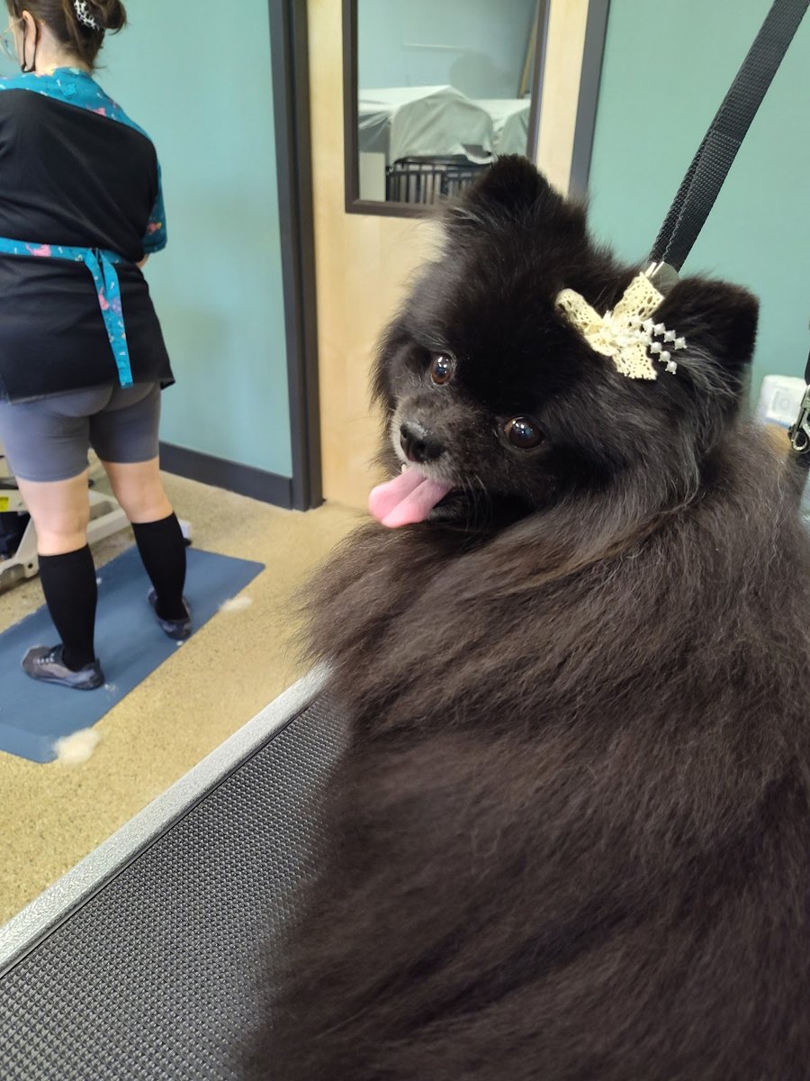 Fur Sure Grooming Studio