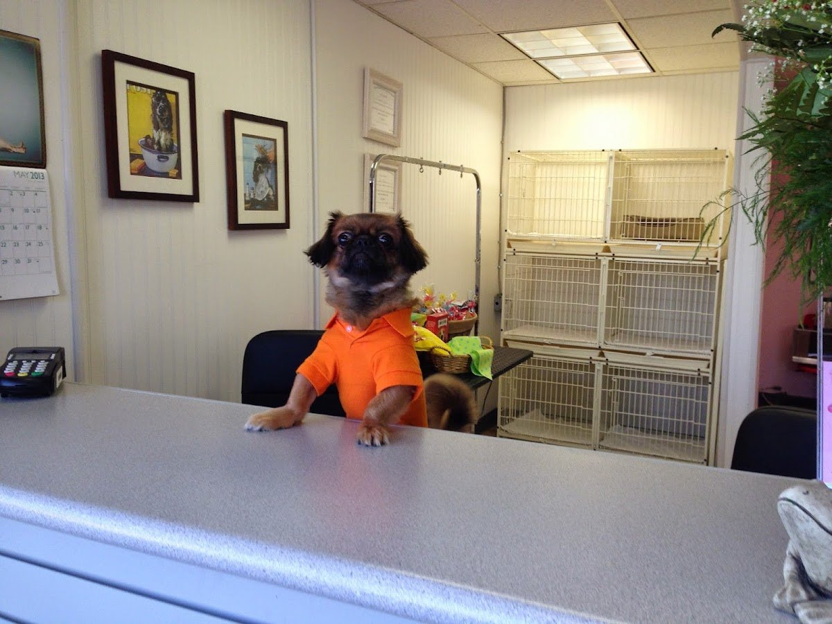 Doggy Spa - Photo 2