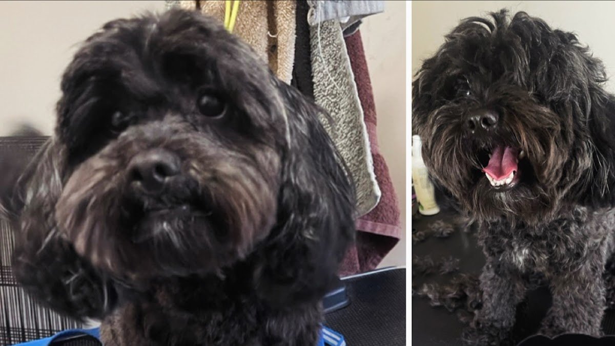 Wag Swag Grooming - Photo 2