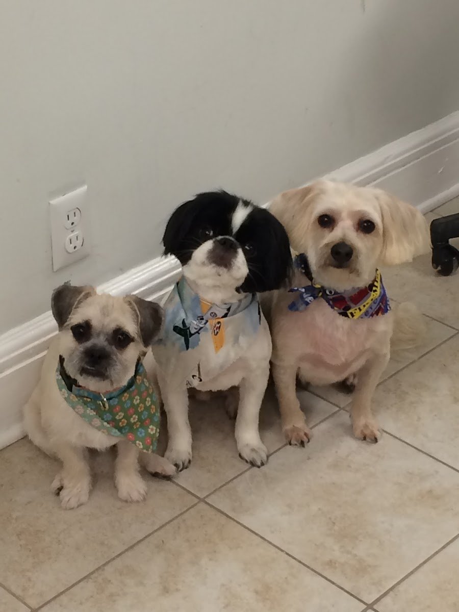 Liberty Pet Grooming - Photo 2