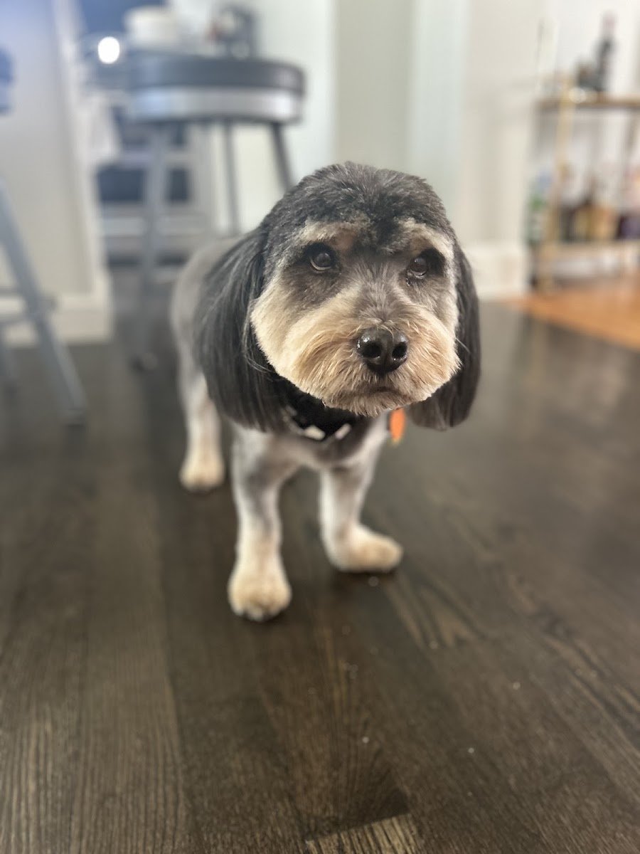 Bubbles & Bath Pet Grooming Spa - Photo 2