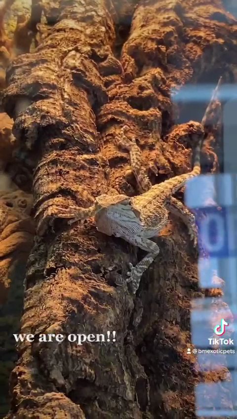 BM Exotic Pets - Photo 2
