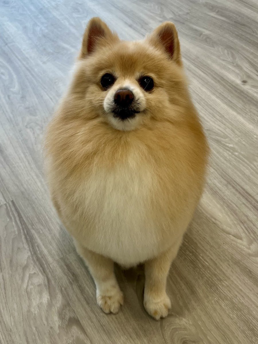 Bobby & Paws Pet Studio - Photo 2