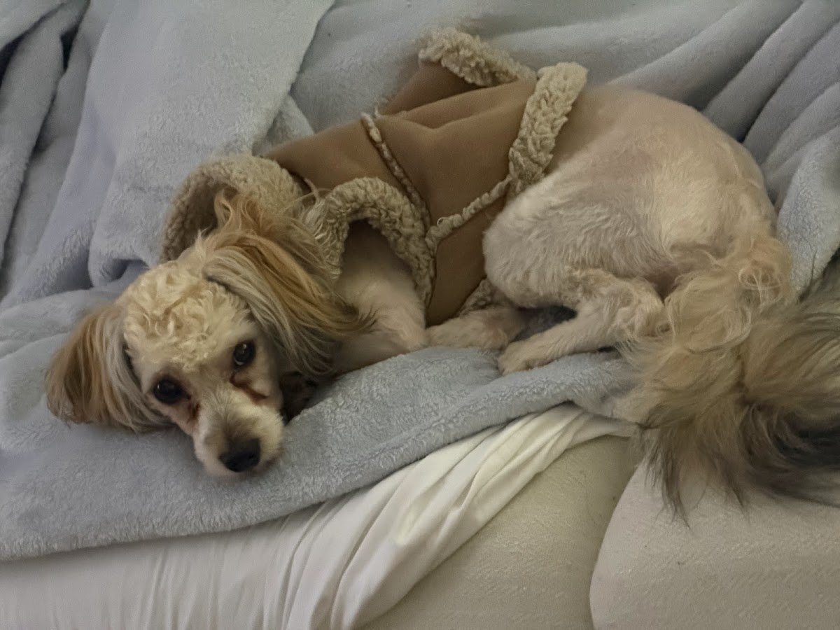 Pooch Purrfect - Photo 2