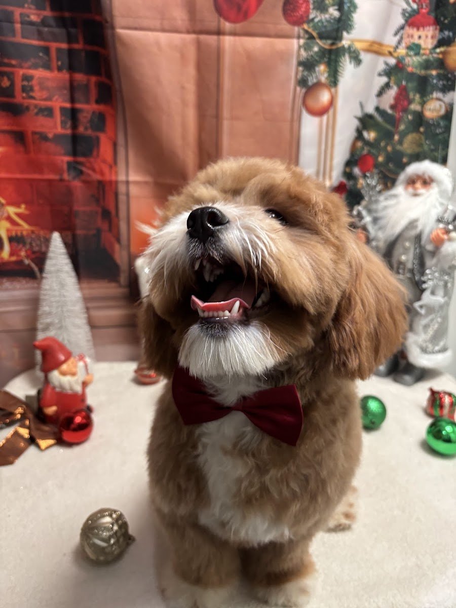 Petstop grooming salon - Photo 2