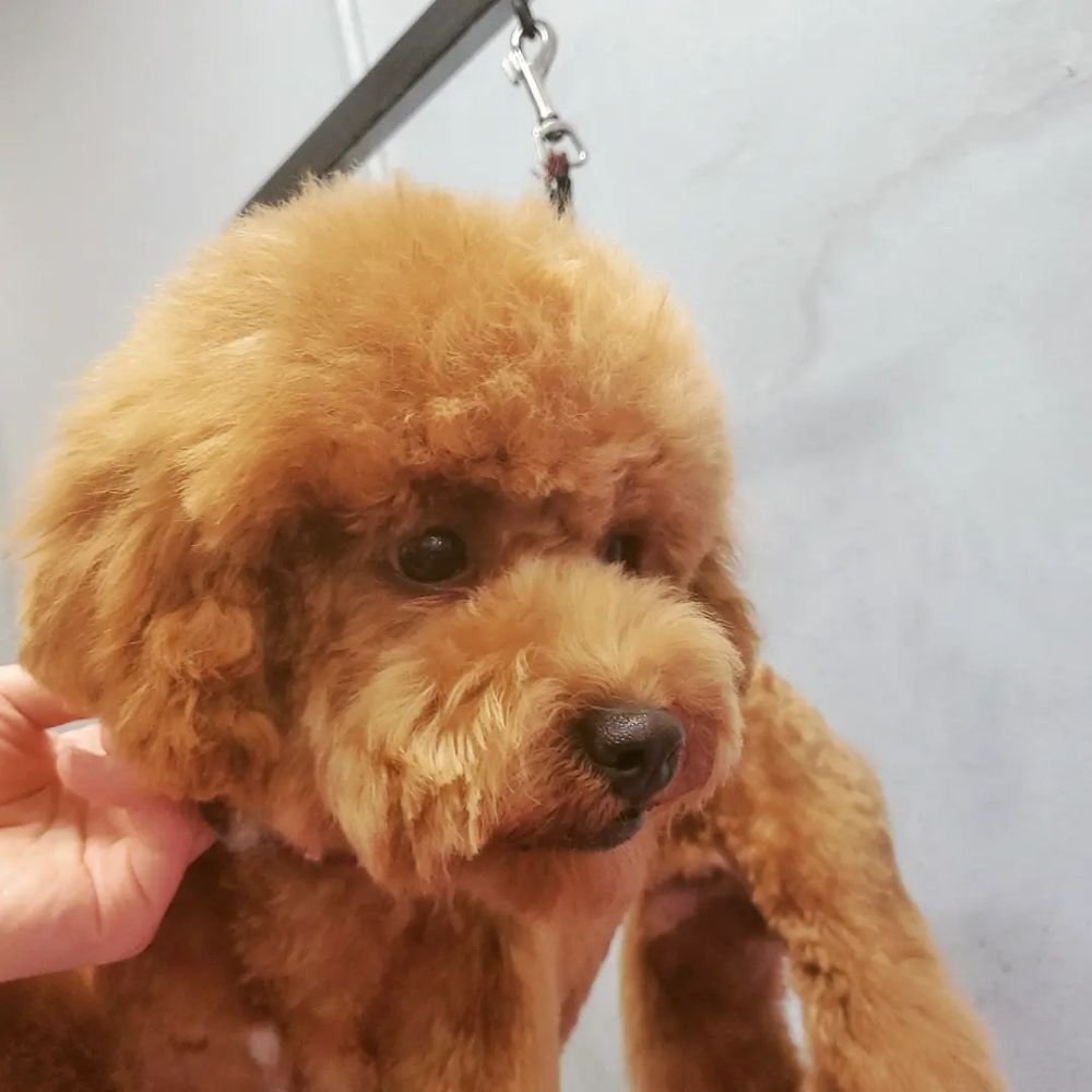 BUBBLES DOG GROOMING - Photo 2