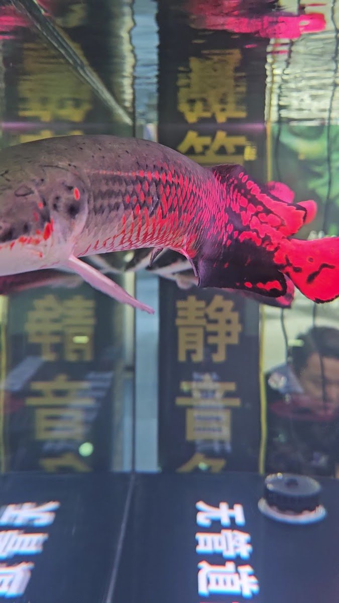 Lifegard Aquatics - Photo 2
