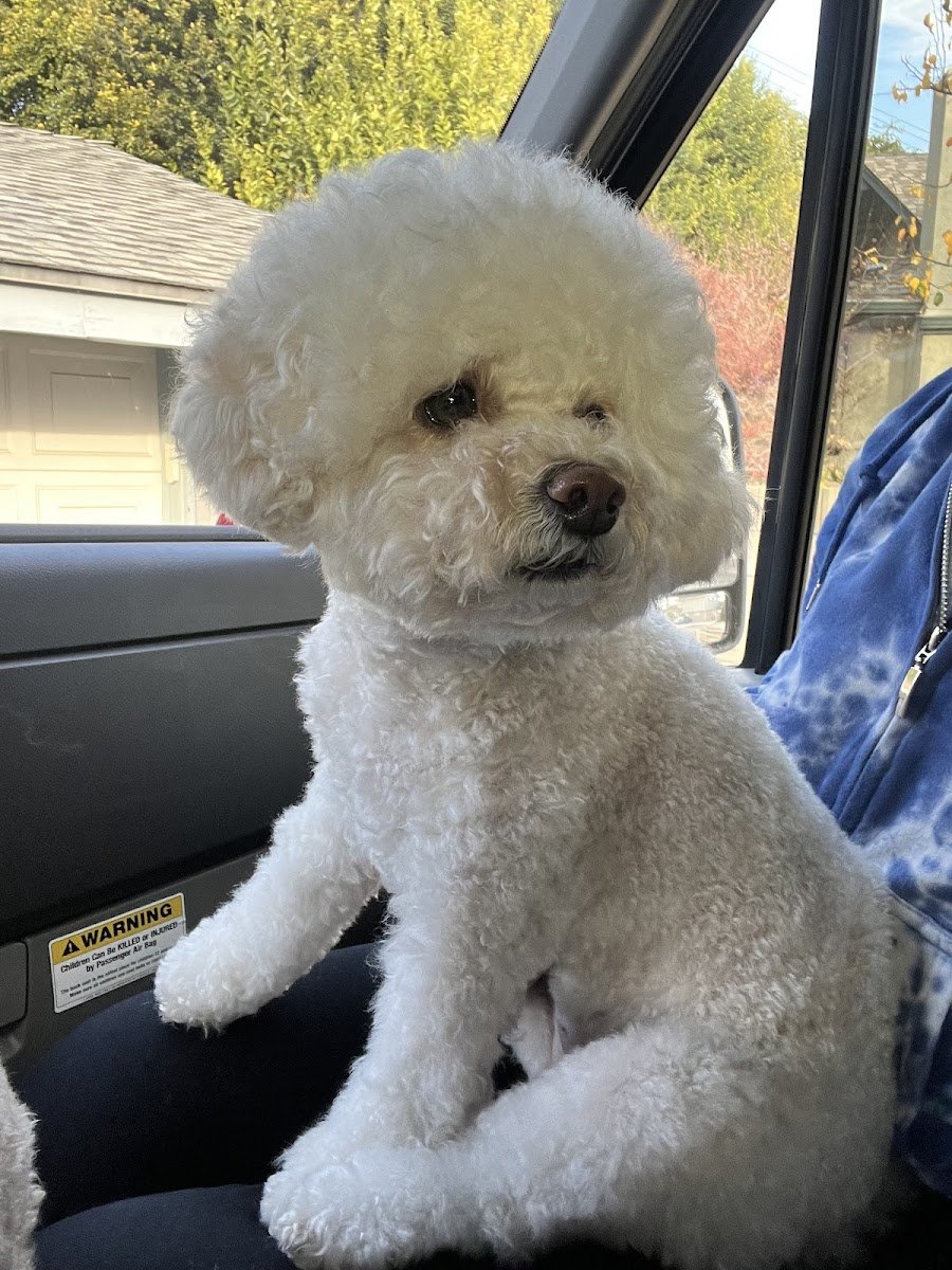 Snowball Pet Grooming - Photo 2
