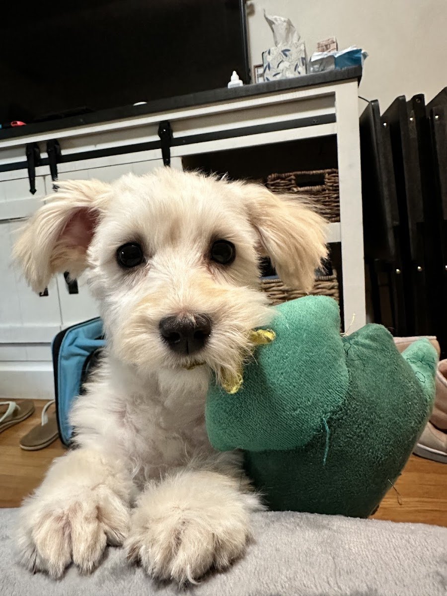 First-Col Pet Salon - Photo 2