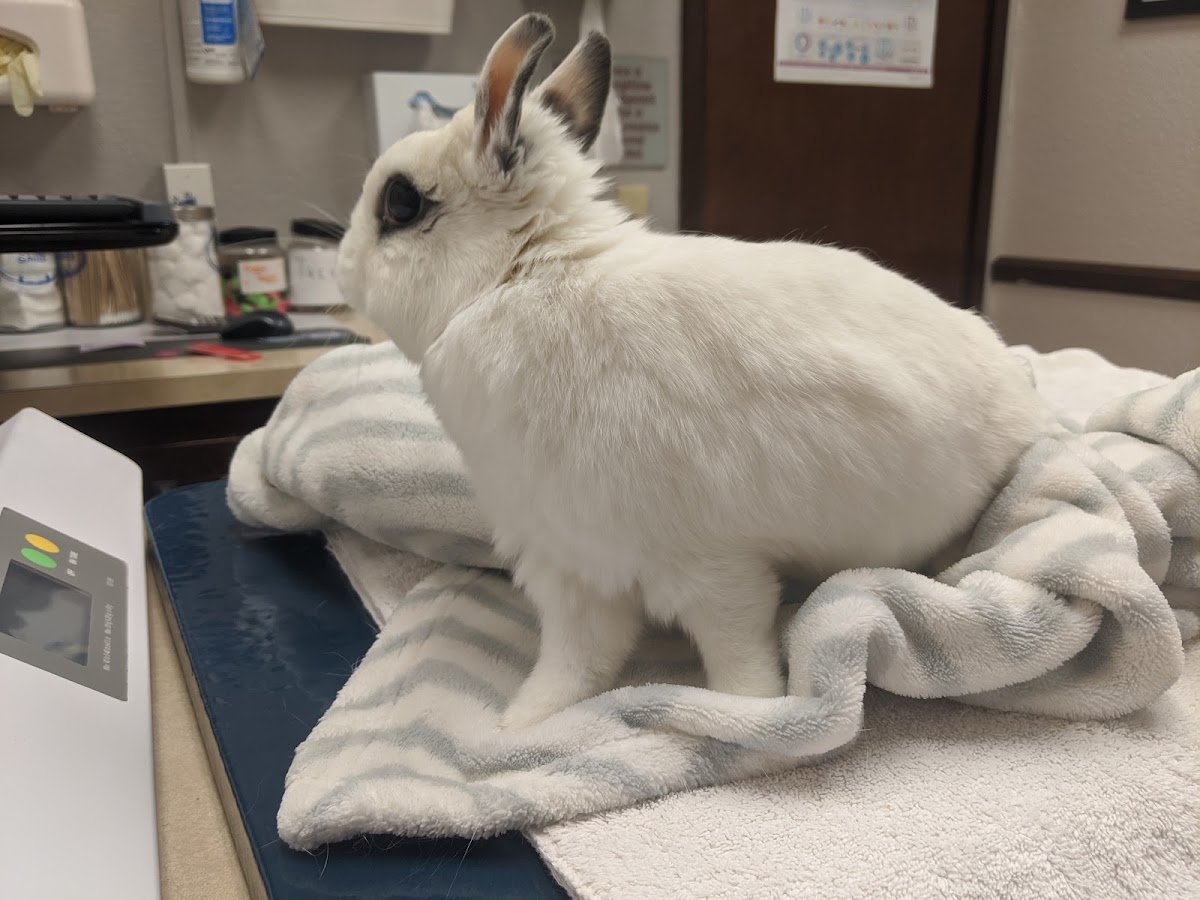 VCA Arden Animal Hospital - Photo 2