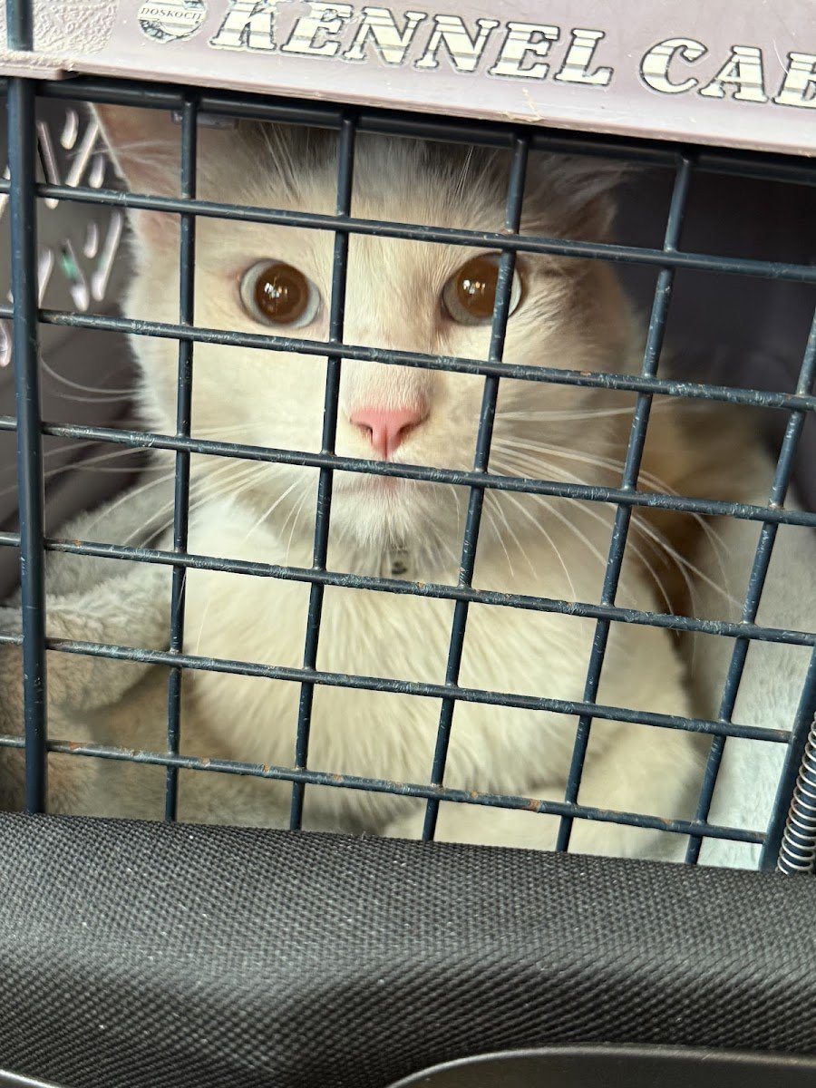 Carson Animal Shelter - Photo 2