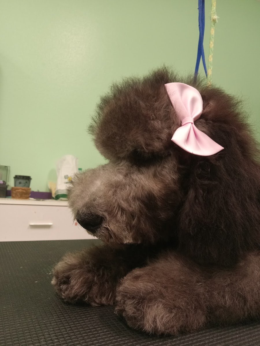 Marilyn's Pet Grooming - Photo 2