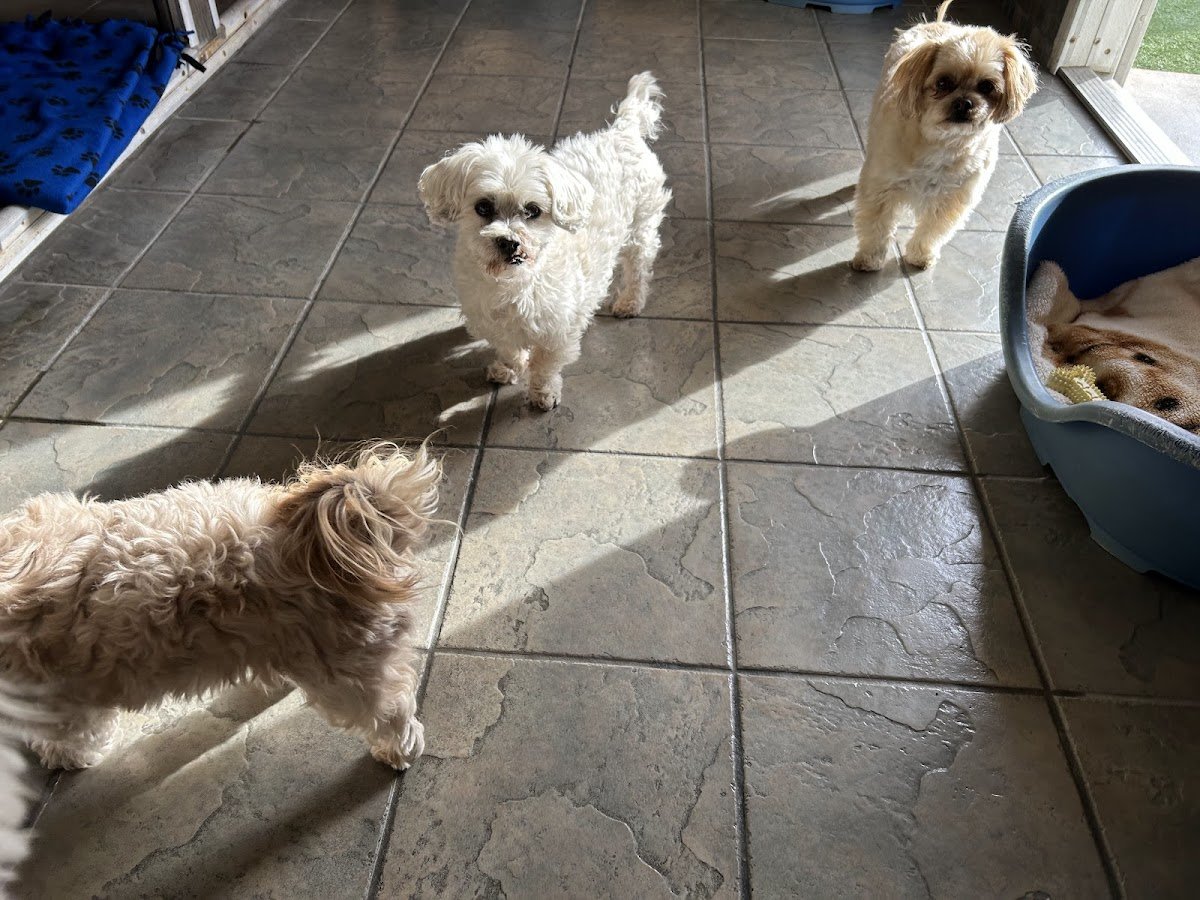 Pet Harbor - Photo 2