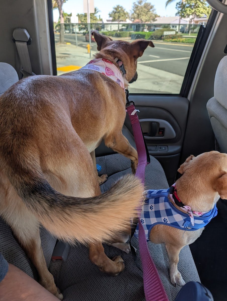 Pets Love Us Grooming - Photo 2