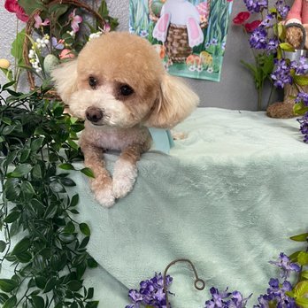 YB Pet Grooming - Photo 2