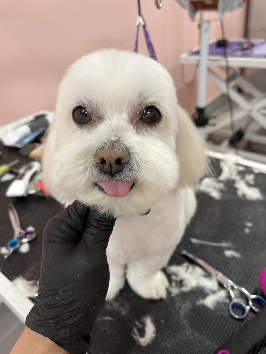 Puppy Land Grooming & Services - Photo 2
