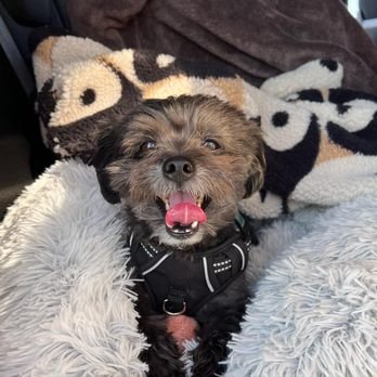Bark & Bathe Pet Spa - Photo 2