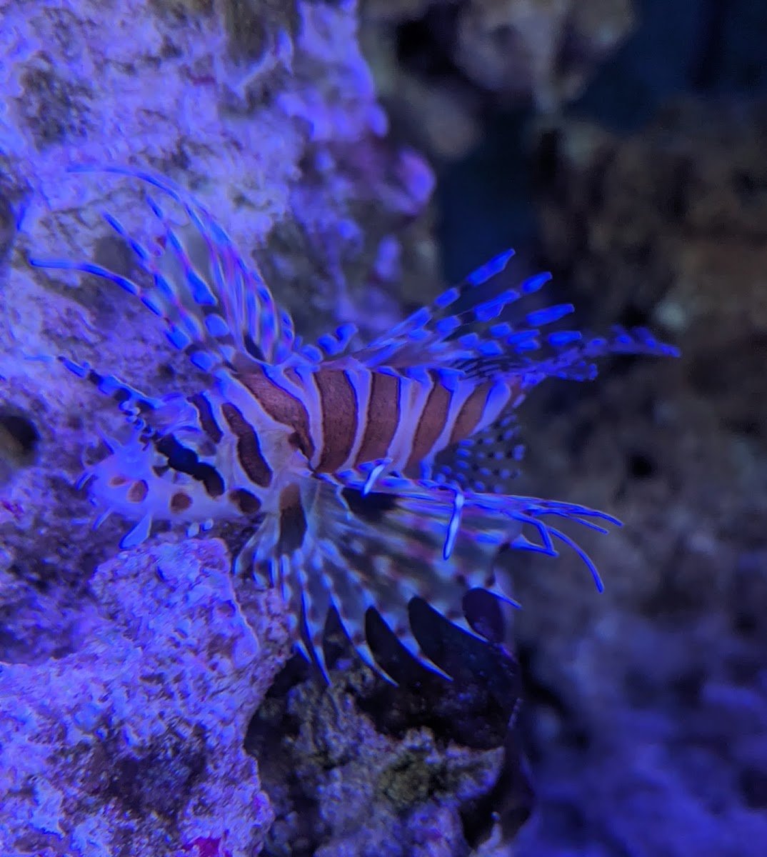 Blue Zoo Aquatics - Photo 2