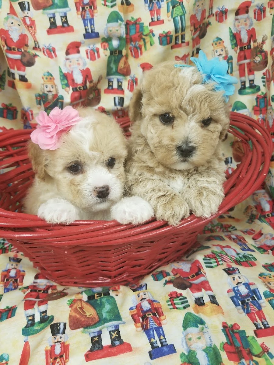 Norwalk Pet Grooming Inc. - Photo 2