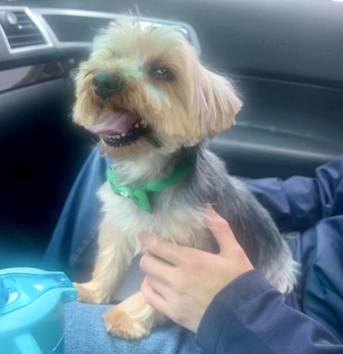 Wow Doggy Pet Salon - Photo 2